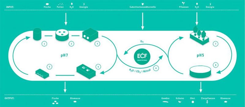 ECF Farmsystems aus Berlin bietet sog. „Aquaponik-Farmsysteme“ an. Eine Aquaponik-Anlage verbindet Aquakultur und Hydroponik, d.h. Fischzucht und Gemüseanbau werden kombiniert. Der Vorteil dieser Anlagen liegt insbesondere darin, dass die Kosten für Frischwasser und Pflanzendünger durch die Koppelung von Aquakultur und Hydroponik deutlich reduziert werden können. Das nährstoffreiche Wechselwasser der Aquaponik-Anlage deckt den Wasserbedarf der Pflanzen, der Fisch düngt die Pflanzen. Über Smart Connection werden die Prozesse analysiert und gesteuert. Mehr unter: www.ecf-farmsystems.com  (ECF Farmsystems)