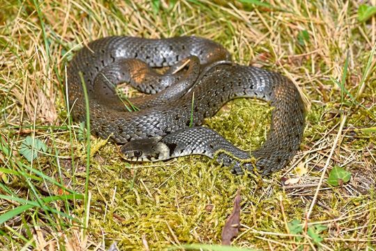 Mischling zwischen Ringelnatter (Natrix natrix) und Westlicher Barrenringelnatter (Natrix helvetica helvetica) aus Lindau am Bodensee. Die Entdeckung solcher Hybride deutet darauf hin, dass es auch reine Populationen dieser Unterart der Barrenringelnatter im westlichen Bayern (Schwaben und Unterfranken) geben könnte.(Bild:  Frank Glaw)