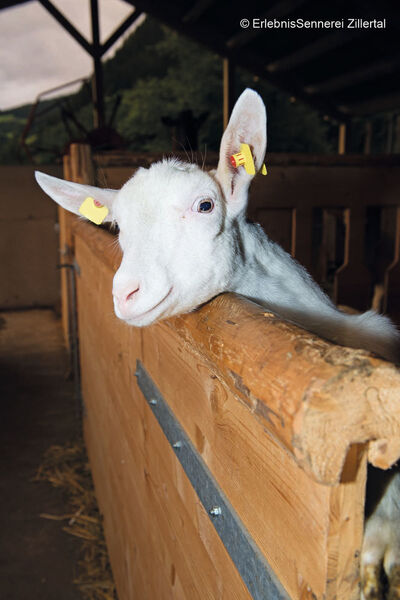 Die Milch stammt nicht nur von Kühen, sondern auch von Ziegen und Schafen. (ErlebnisSennerei Zillertal/photography.aero)