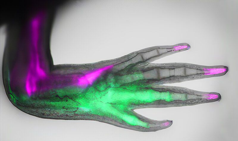 Regeneration: So wächst die neue Hand nicht falsch herum Der mexikanische Axolotl ist ein Superheld unter den Tieren, denn er kann Gliedmaßen und innere Organe komplett nachwachsen lassen. Diese Regenerationskraft fasziniert auch Forscher am Institut für Molekulare Biotechnologie der Österreichischen Akademie der Wissenschaften in Wien. Sie haben nun einen wichtigen Schritt gemacht, die Fähigkeit des Axolotl zu verstehen. Das Team fand jenes biochemische Signal, das Zellen mitteilt, welcher Teil des Arms regeneriert werden soll – und nutzten es gleich, um die Identität der Zellen während ihrer Entwicklung neu zu programmieren.  Sobald die Regeneration beginnt, bilden Stammzellen auf der vorderen Seite (der Seite des Daumens) das Signalmolekül FGF8, während die Stammzellen der hinteren Seite (kleiner Finger) das Molekül Shh bilden. Diese beiden Signale verstärken sich gegenseitig und weisen die Zellen an, zu wachsen und den sich regenerierenden Arm zu formen. Das Bild zeigt eine genetisch veränderte Axolotlhand mit Positionscode: vordere Zellen und Fingerspitzen leuchten in Magenta, hintere Zellen in Grün.    Hier gehts zur Originalmeldung Wissenschaftsbild des Tages vom 12.6.2025 (Bild: Leo Otsuki, IMBA)