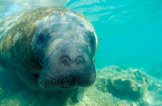 Lua the Antillean manatee Lua the Antillean manatee