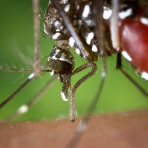 It’s  the odor from lactic acid and other acidic volatiles in human sweat that some mosquitoes are attracted to when seeking a blood meal.