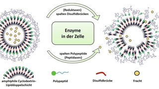 Das Prinzip der neu entwickelten Nanocontainer: Eine Zuckergrundstruktur (Cyclodextrin) umschließt die zu transportierende Fracht (gelbe Kreise) und wird von einer äußeren Hülle aus Polypeptiden abgedichtet. In der Zelle bauen natürlich vorkommende Enzyme diese Hülle ab, so dass die Fracht freigesetzt wird.
 (Bild: © Kudruk & Pottanam Chali et al./Adv Sci 2021 (modified colours & annotation))