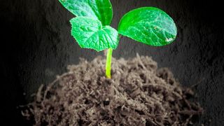 Wie Pflanzen auf Umweltreize wie die Schwerkraft reagieren, haben Forscher anhand der Signalübertragung durch das Hormon Auxin untersucht (Symbolbild). (gemeinfrei)