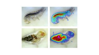 Bachflohkrebse (oben) und Spitzschlammschnecken nehmen Schadstoffe im Körper sehr unterschiedlich auf. Entscheidend ist die Konzentration im Nervengewebe. Die ist beim Kleinkrebs viel höher als bei der Schnecke. (Bild: Eawag)