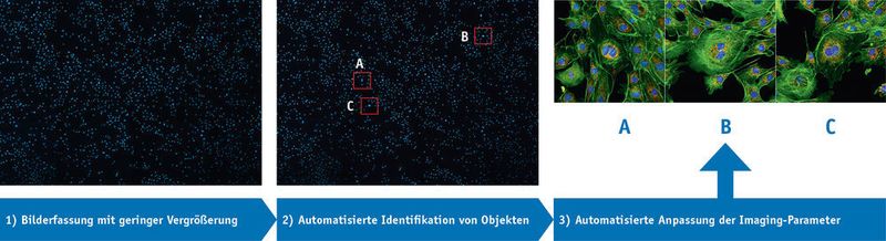 Abb. 2: Rare event detection. A large field is acquired at low magnification and with only one channel (in this case DAPI-stained nuclei). Based on automated image analysis and adjustment of imaging parameters, objects of interest are acquired at high magnification and multiple colors (or time points and z-sections). With this targeted image acquisition, the re- searcher saves a lot of time and does not have to find spots in the sample by visual inspection anymore. (Zeiss)