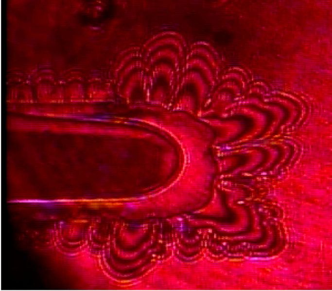 Ein reiner, Eiskristall, beobachtet am Lichtmikroskop (grünes Bild) und gleichzig am Interferenzmikrokop (rotes Bild). Das Bild am Lichtmikroskop zeigt deutlich die Morphologie der Kristalle und das Wachstum der Dendriten. Aus den charakteristischen gestreiften Interferenzmuster in diesem Bild werden Informationen zu dem Wachstum der Kristalle in der Höhe, also senkrecht zu der basalen Fläche, abgeleitet. Die Maßstableiste entspricht 0,2 mm. Erschienen in Proceedings of National Academy of Science; DOI: 10.1073/pnas.1807461115 (Maddalena Bayer-Giraldi)