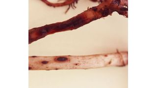 Wurzeln der nicht-resistenten Bananensorte Grande Naine (oben) und der resistenten Bananensorte Yangambi km5 (unten): Man sieht wenige rote, Phenylphenalenone beherbergende Bereiche der Wurzel der resistenten Yangambi km5 im vorwiegend gesunden, hellen Wurzelgewebe, während sich bei der nicht-resistenten Grande Naine große, dunkelrotbraune Areale bilden. Die massiven Schäden an den Wurzeln der Grande Naine Banane führen zum Absterben der Pflanze. (Bild: D. Hölscher, MPI chem. Ökol.)