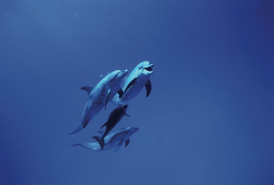 MIC_300Delfine_16x10.jpg ()