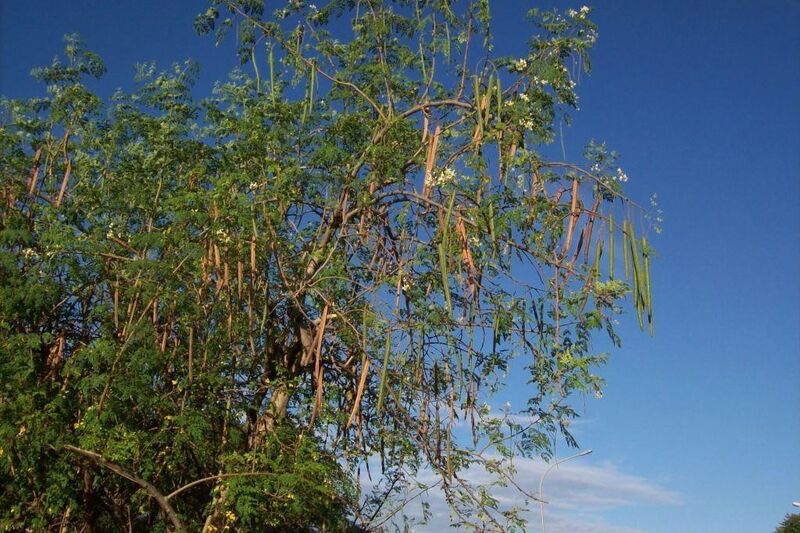 Moringa Oleifera-Baum (Bild: ILL)