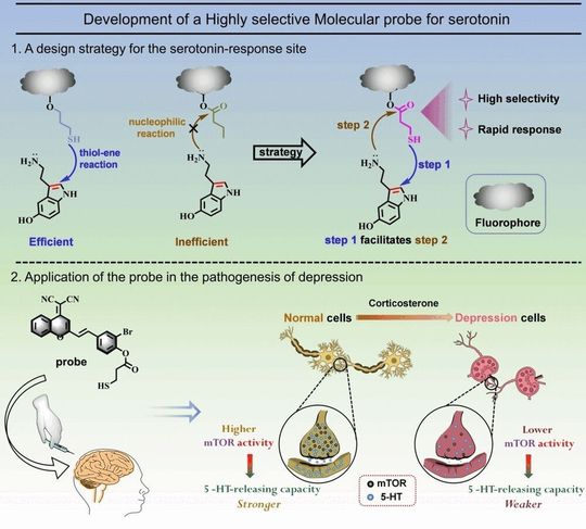 Wirkschema der Serotonin-Sonde(Bild:  Wiley-VCH, 'Angewandte Chemie', https://doi.org/10.1002/ange.202407308)