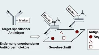 Abb. 1 Grundprinzip der Immunhistochemie zur Lokalisierung von Antigenen wie Proteinen in Geweben. Neben dem Target liegen weitere immobilisierte Antigene im Gewebeschnitt vor. Die Lokalisierung des Targets erfolgt über das Marker-Signal im Antigen-Antikörper-Komplex. (Archiv: Vogel Business Media)