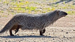 Ägyptische Manguste (Egyptian mongoose / Artemy Voikhansky / CC BY-SA 4.0)