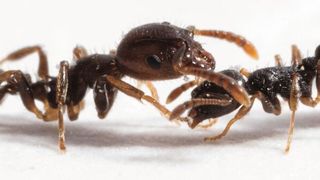 Eine sklavenhaltende Ameise der Art Temnothorax americanus (l.) interagiert mit einer Wirtsameise (Temnothorax longispinosus) bei einer Nestinvasion. (Romain Libbrecht)