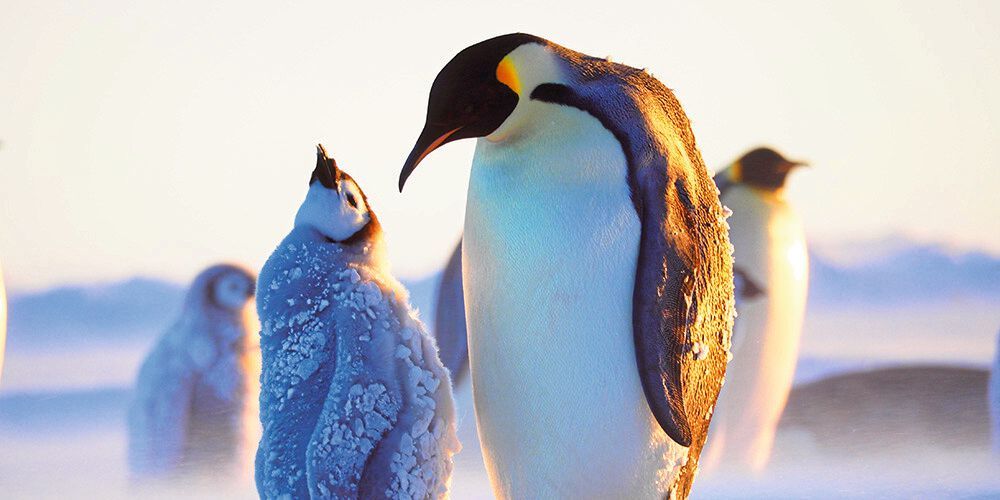 Kaiserpinguine Als Hoffnungsschimmer Noch Kein Mikroplastik Im Magen kaiserpinguine-als-hoffnungsschimmer-noch-kein-mikroplastik-im-magen