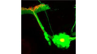 Zebrafisch-Nerven die mit dem Gehirn verschaltet sind (grün). Eines dieser Neuronen trägt ein durch Licht aktivierbares Enzym (rot). Wissenschaftler konnten die Regeneration von verletzten Neuronen mit Hilfe von optogenetischen Methoden stimulieren. (Bild: Helmholtz Zentrum München)