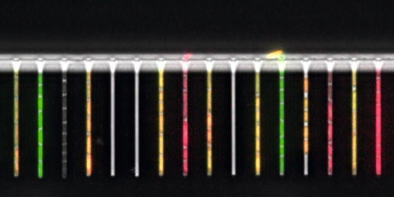 Mikrofluidik-System, mit dem das Wachstum und die Genexpression einzelner Bakterien verfolgt werden kann. (Universität Basel, Biozentrum)