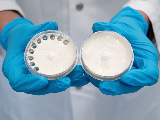 Die Pilzkultur des Gemeinen Spaltblättlings auf einem Nährmedium. Aus der Petrischale rechts wurden Proben entnommen.(Bild:  Empa)