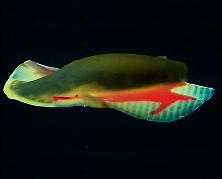 Der maßgeschneiderte 3D-gedruckte Softroboter besitzt weiche, hyperelastische Flossen, die eine hohe Vortriebsleistung ermöglichen. Sie werden mittels Direct-Ink-Writting (DIW) aus Silikonpolymeren hergestellt. (Bild: Singapore University of Technology and Design/ Purmundus Challenge)