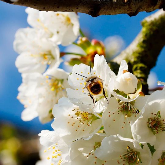 Lower-income countries lost significant agricultural income due to insufficient pollination and lower yields. Lower-income countries lost significant agricultural income due to insufficient pollination and lower yields.