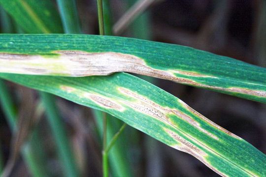 Ein mit dem Pilz Zymoseptoria tritici befallenes Weizenblatt zeigt die typischen Anzeichen der so genannten Blattdürre, die zu drastischen Ernteausfällen führen kann. Bei der Evolution von Parasit und Wirt spielen offenbar bestimmte Proteine eine Rolle. Ein mit dem Pilz Zymoseptoria tritici befallenes Weizenblatt zeigt die typischen Anzeichen der so genannten Blattdürre, die zu drastischen Ernteausfällen führen kann. Bei der Evolution von Parasit und Wirt spielen offenbar bestimmte Proteine eine Rolle.