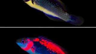 Der Rotaugen-Zwerglippfisch nutzt die eigene Fluoreszenz, um sein Revier zu verteidigen und um zu kommunizieren. (Bild: Nico Michiels/Universität Tübingen)