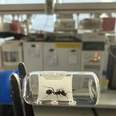 Eine Messor barbarus-Arbeiterin vor dem Gaschromatographen. Mit diesem Gerät wurden Kohlenwasserstoffe auf ihrer Körperoberfläche analysiert. (Bild: Markus Knaden, Max-Planck-Institut für chemische Ökologie)