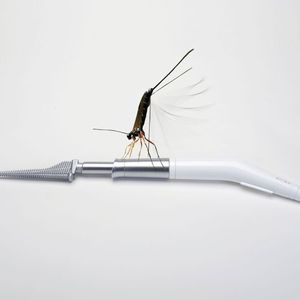 Der neuartige Bohrer Sirex wurde nach dem Vorbild der Holzwespe entwickelt. Er soll Chirurgen dabei helfen, Hüftprothesen einzusetzen.