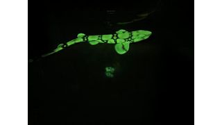 The chain catshark (Scyliorhinus retifer) is one of four elasmobranch species (sharks, skates, rays and sawfish) known to be biofluorescent.  (Source: Jakob Wikström and Etty Bachar-Wikström)