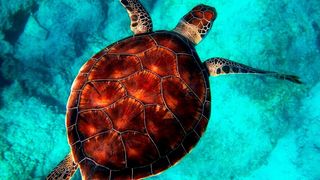 Wie finden Meeresschildkröten quer über den Ozean den Strand, an dem sie selbst geschlüpft sind, um dort ihre Eier zu legen? Eine Art „sechster Sinn“, den weit mehr Lebewesen als nur Fische und Schildkröten zu haben scheinen, scheint dafür verantwortlich zu sein. (Symbolbild) (gemeinfrei)