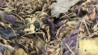 Das sind die Überreste dessen, worauf wir einst herumgetrampelt sind: Teppichabfälle, von denen pro Jahr rund 1,6 Millionen Tonnen anfallen. Stuttgarter Forscher sehen diese als Wertstoffe an, die man recyceln sollte. Es geht dabei vor allem um Polypropylen (PP). (Fraunhofer-IBP)