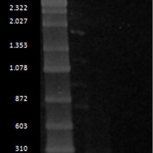 (biotec)