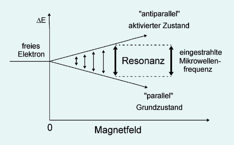 2  Aufspaltung des Elektronenspins in Grund- und angeregten Zustand und Resonanzbedingung des ungepaarten Elektrons in Abhängigkeit von der Mikrowellenenergie (?E) und der Magnetfeldstärke. (Archiv: Vogel Business Media)