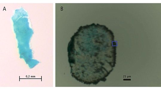 Abb. 4: Aus den Mägen von A einem Polardorsch und B einem Tiefseeflohkrebs entnommene Mikroplastikproben. (Bild:  Shimadzu Deutschland)