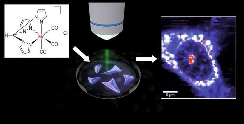 Labelfreie Visualisierung von Metallcarbonylkomplexen in lebenden Zellen mittels Raman-Mikrospektroskopie. (Archiv: Vogel Business Media)