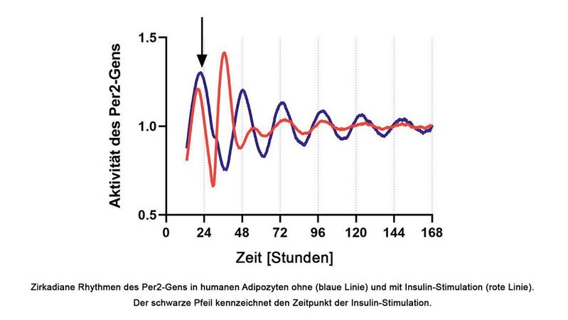 Zirkadiane Rhythmen des Per2-Gens in humanen Adipozyten ohne (blaue Linie) und mit Insulin-Stimulation (rote Linie). Der schwarze Pfeil kennzeichnet den Zeitpunkt der Insulin-Stimulation.