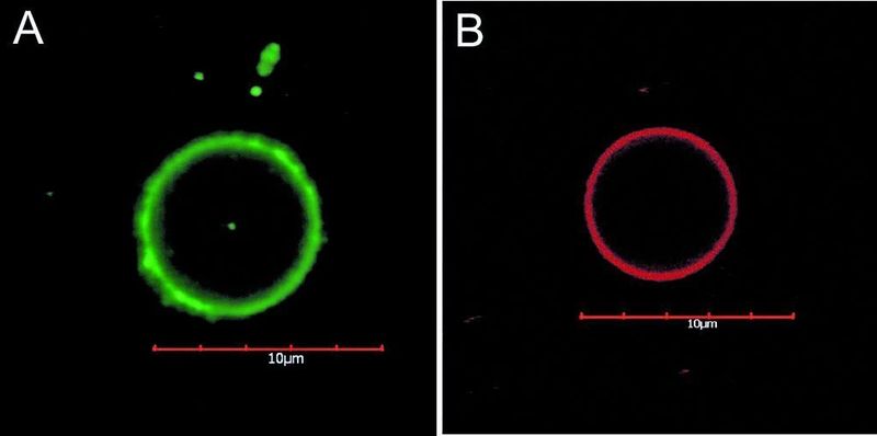 Abb. 4: CLSM-Aufnahmen von fluoreszierenden CdSe-Nanopartikel-Vesikeln in wässriger Lösung mit Nanopartikel-Durchmessern von 2,6 nm (A) und 3,1 nm (B).  (Bild: Inst. f. Physikal. Chem., Uni Hamburg)