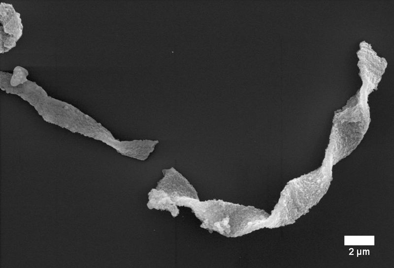 Verdrillte Bänder aus organisch-mineralischem Material aus der Originalprobe. (Bild: Aude Picard)