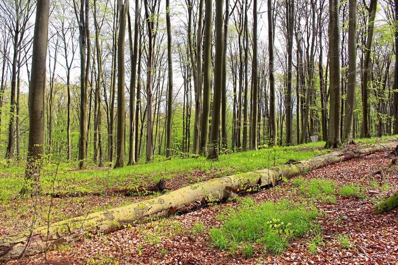 Der Insektenrückgang betrifft sowohl intensiv bewirtschaftete Wälder als auch unbewirtschaftete Buchenbestände. (Ulf Pommer, Biodiversitäts-Exploratorien)