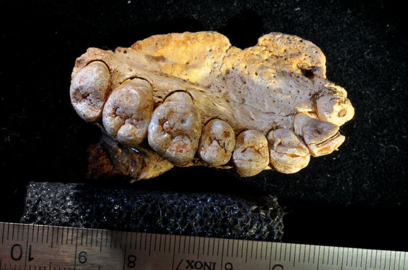 Das originale Fossil „Misliya-1“ in einer Ansicht auf die Zahnebene: Der Zahnschmelz ist nur leicht abgenutzt, was für ein junges Individuum spricht, das keine offensichtlichen Pathologien des Oberkiefers aufweist. (Universität Wien)