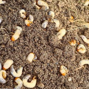 Die Larven sogenannter „Engerlinge“ bringen durch ihren Fraß an den Wurzeln ganze Heidelbeerreihen zum Absterben(Bild:  D. Jakobs-Schönwandt)