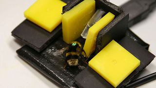 If insects can feel pain, humans have an ethical obligation not to cause them unnecessary suffering. (Source: Pippa Ager)