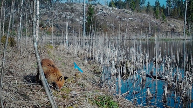 A red fox is inspecting an artificial nest containing eggs with an aversive agent. (Source: University of Turku)