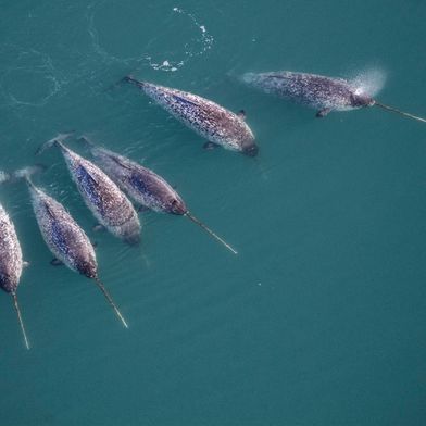 Narwale – hauptsächlich die Männchen – zeichnen sich durch einen langen, schraubenförmig gewundenen Stoßzahn aus. (Bild: Carsten Egevang, Greenland Institute of Natural Resources, Nordwest-Grönland, 2021)