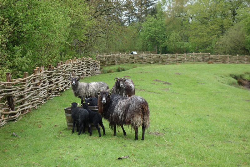 Die Schafe schauten auch erschrocken (IT-BUSINESS)