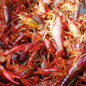 Invasive Krebse und Krabben verursachen enorme Schäden  (Haubrock/Senckenberg)