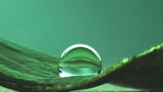 Wassertropfen auf einem Lotusblatt  (C. Falcón Garcia / TUM)