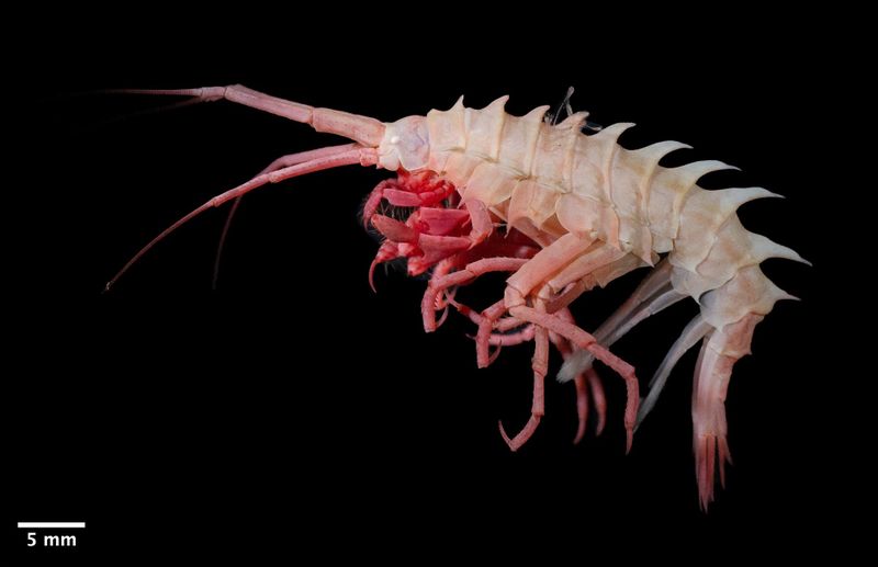 Der arktische Tiefseeboden wimmelt vor Leben Das Tiefsee-Ökosystem birgt nicht nur wertvolle Ressourcen, sondern auch eine erstaunliche Vielfalt an Lebensräumen und Organismen, die bislang wenig erforscht wurden. Eine neue Studie belegt, dass die Tiefsee rund um den Nordpol eine Vielzahl geomorphologischer Strukturen beherbergt, von Unterwasserschluchten bis hin zu kalten Korallenriffen.  Die Entdeckung dieser arktischen Artenvielfalt macht deutlich, dass die Region keineswegs das leere, lebensfeindliche Gebiet ist, als das es oft beschrieben wurde. Umso wichtiger sind präzise Schutzmaßnahmen. Das Bild zeigt den Amphipode Amathillopsis aff. Spinigera. Er lebt als eines von zahlreichen Organismen am Boden des arktischen Ozeans. Hier gehts zur Originalmeldung Wissenschaftsbild des Tages vom 28.11.2024  (Bild: Lydia A. Schmidt & Carolin Uhlir/Senckenberg)