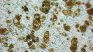 Mikroskopie-Aufnahme von Feinstaub-Partikeln, die auf einem Filter gesammelt wurden.  (Bild: ILT)