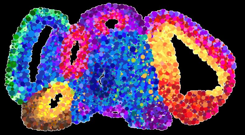 Landkarte der Gehirnentwicklung   Ein Forscherteam der ETH Zürich hat tausende von einzelnen Zellen eines Gehirn-Organoids zu verschiedenen Zeitpunkten sehr detailliert molekulargenetisch charakterisiert. Diese Daten stellten sie in einer Art Landkarte dar, auf welcher der molekulare Fingerabdruck jeder Zelle innerhalb des Organoids kartographiert ist. Die Farben der als Kreise dargestellten Zellen im Bild oben deuten unterschiedliche Zelltypen an. Ziel dieser Studie war es, systematisch jene genetischen Schalter zu identifizieren, welche die Entwicklung der Nervenzellen in verschiedenen Regionen der Organoide maßgebend beeinflussen. Das soll bei der Erforschung von Entwicklungsstörungen oder Nervenerkrankungen helfen.   Hier gehts zur Originalmeldung Wissenschaftsbild des Tages vom 18.10.2022 (Barbara Treutlein / ETH Zürich)